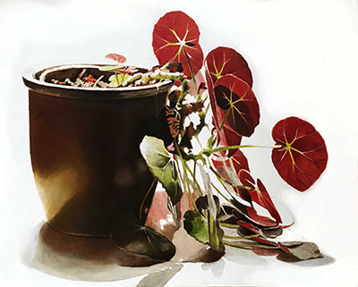 Begonia Erythrophylla