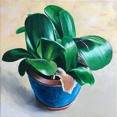 Elefantenohr (Haemanthus albiflos)