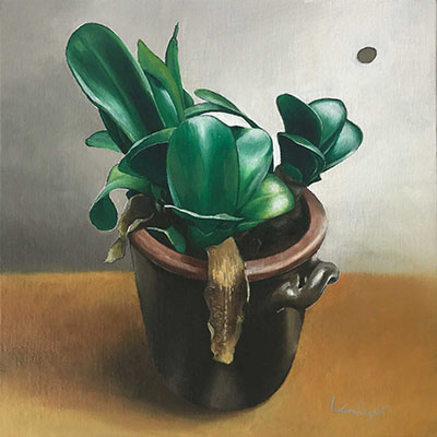 Elefantenohr zwei (Haemanthus albiflos)