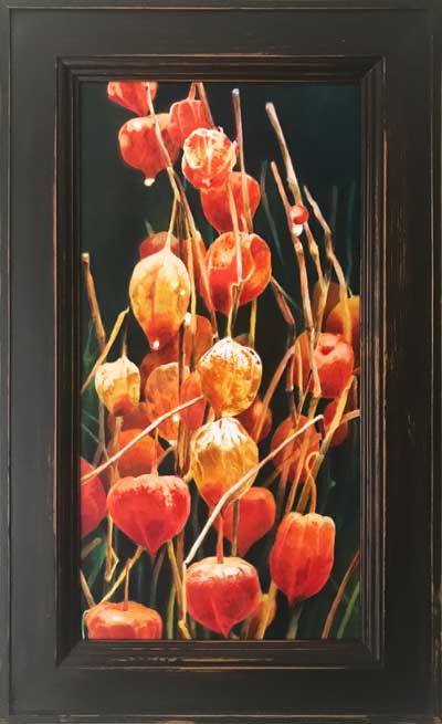 Lampionblume (Physalis alkekengi)